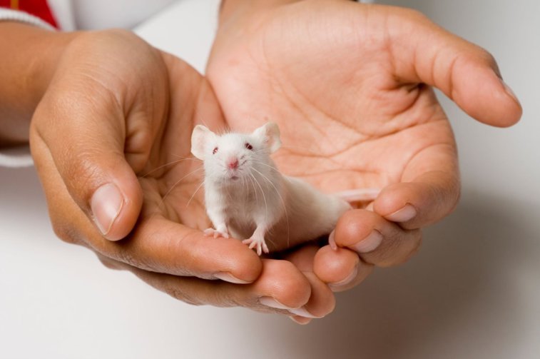 Imaginea articolului O ţară din Europa va vota pentru interzicerea testelor pe animale. Sectorul farmaceutic avertizează că mişcare va opri dezvoltarea de noi medicamente