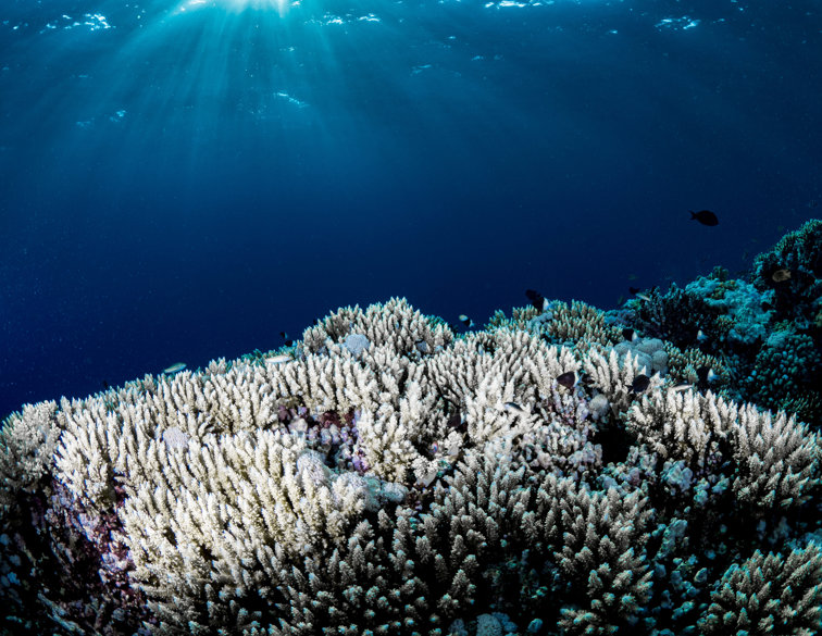 Imaginea articolului Marea Barieră de Corali suferă al şaselea episod de albire în masă. 91% din recifele analizate sunt afectate