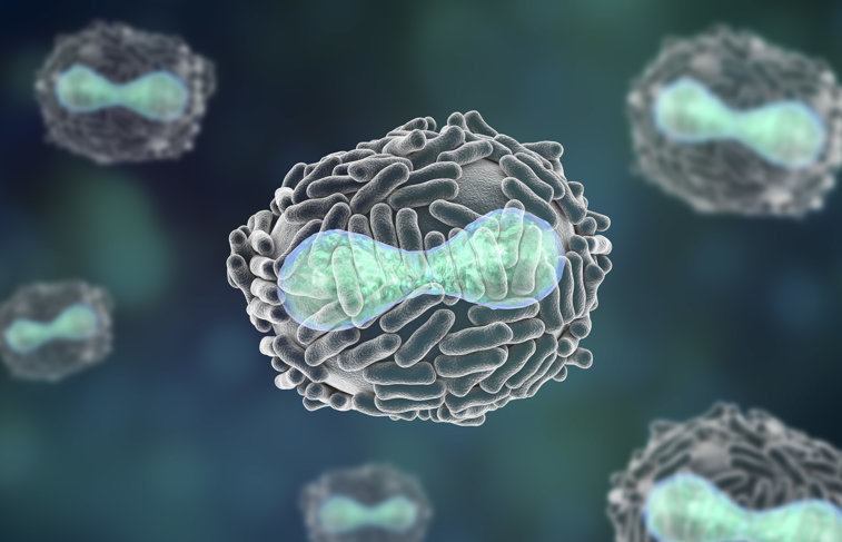 Imaginea articolului OMS: Nu avem dovezi că virusul variolei maimuţei a suferit mutaţii