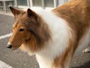 Imaginea articolului O avere pentru o „viaţă de câine”. Un japonez a plătit o sumă impresionantă pentru a se „transforma” într-un Collie VIDEO