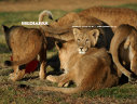 Imaginea articolului Licitaţie de lei în Pakistan. Grădina zoologică din Lahore nu mai are ce să facă cu animalele