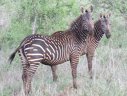 Imaginea articolului Zebra imperială, cea mai rară din lume, este în pericol din cauza secetei din Kenya