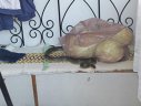Imaginea articolului Un şarpe de doi metri a fost găsit într-o casă din Slatina