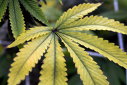Imaginea articolului Posesia de marijuana, tratată cu indulgenţă în SUA. Joe Biden acordă mii de graţieri federale