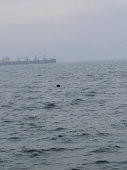 Imaginea articolului Mină marină, descoperită în apropiere de Portul Constanţa

