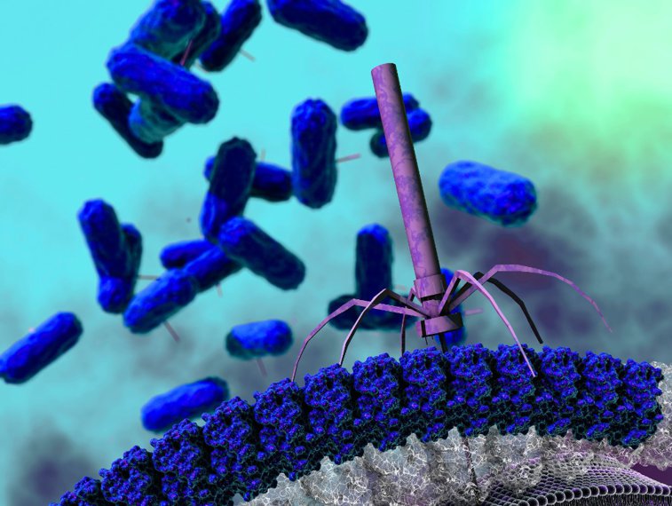 Imaginea articolului Studiu OMS: Creştere globală a rezistenţei bacteriene la tratament 