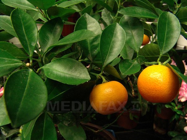 Imaginea articolului Lot de grapefruit din Turcia, retras din cauza depăşirii valorilor admise de reziduuri de pesticide