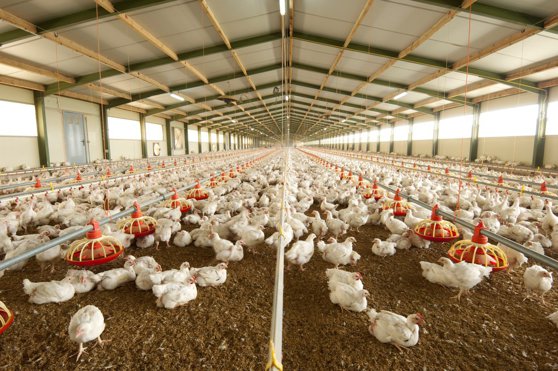 Imaginea articolului Gripa aviară se extinde. Boala devine un risc serios pe tot parcursul anului