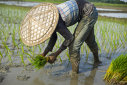 Imaginea articolului Producătorii renunţă la plantaţiile de orez. Cea mai mică suprafaţă din ultimii 23 de ani