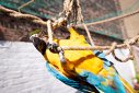 Imaginea articolului Criminal prins după ce un papagal i-a repetat numele