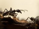 Imaginea articolului Cum au „cucerit” furnicile lumea. Există peste 14.000 de specii diferite, pe întreg globul