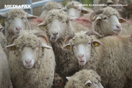 Imaginea articolului Oaia, la putere în România. Cea mai mare fabrică de procesare a lânii din Europa va fi construită în judeţul Olt