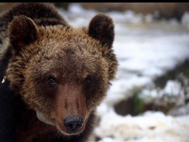 Imaginea articolului Urs văzut pe o stradă din Buşteni. A fost emis mesaj Ro-Alert