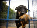 Imaginea articolului ASPA Bucureşti: numărul câinilor capturaţi a crescut în luna mai
