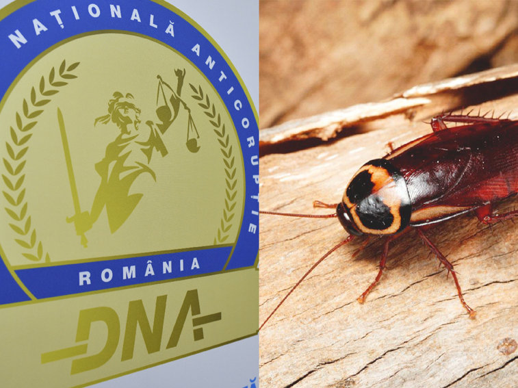 Imaginea articolului Interceptări DNA în dosarul „Azilelor Groazei”: „M-am uitat şi de gândaci…Are de-ăia leşinaţi” / Doi inspectori AJPIS Ilfov, arestaţi la domiciliu