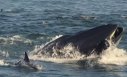 Imaginea articolului Un bărbat a murit în Australia, după ce o balenă s-a ciocnit cu o barcă