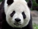 Imaginea articolului Singurii urşi panda gigant din Marea Britanie se întorc în China după 12 ani