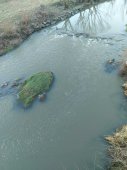 Imaginea articolului Râul Crasna, poluat cu dejecţii de la o fermă de creştere a bovinelor