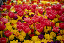 Imaginea articolului Cele mai comandate flori pentru 8 martie: lalele, frezii şi zambile