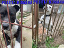 Imaginea articolului Hunedoara: Peste 70 de câini, ţinuţi de un bărbat în condiţii necorespunzătoare, salvaţi