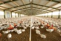 Imaginea articolului ANPC anunţă că va face controale la toţi producătorii de carne de pui