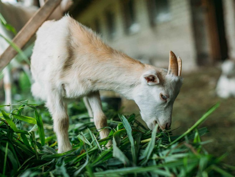 Imaginea articolului Autorităţile de pe o mică insulă italiană, invadată de capre, oferă animalele spre adopţie