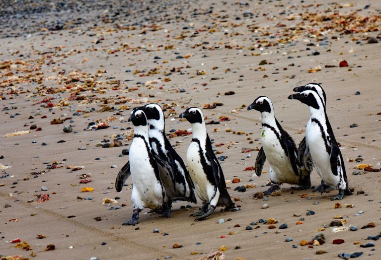 Imaginea articolului Oamenii de ştiinţă încearcă să afle ce a provocat moartea a mii de pinguini