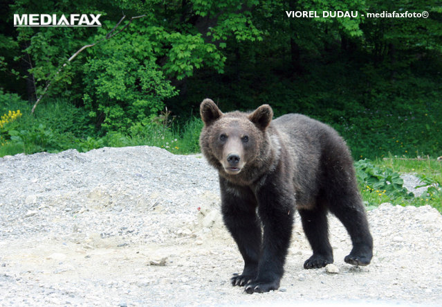 Urs la intrarea în Bistriţa, alungat de jandarmi. Animalul a fost alungat de jandarmi după două ore|EpicNews