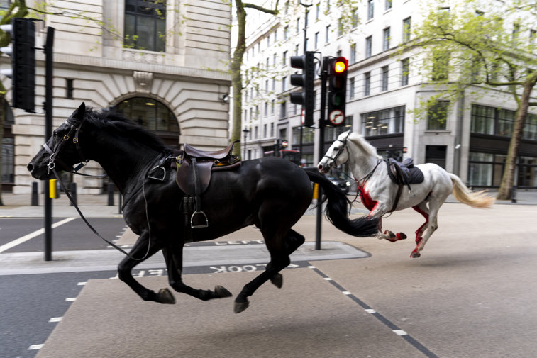 Imaginea articolului Doi cai au scăpat de sub control în centrul Londrei. Mai multe persoane au fost rănite