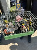 Imaginea articolului 17 păsări din specii protejate de lege, descoperite într-o casă din Ilfov. Păsările au fost eliberate