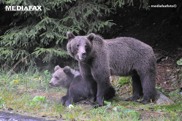 Urşii au ajuns în două localităţi din Harghita. Autorităţile au luat măsuri|EpicNews