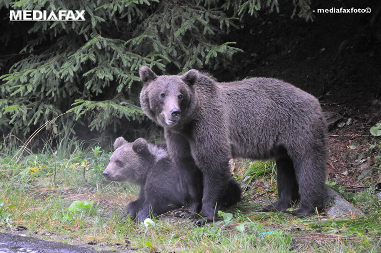 Imaginea articolului Urşii au ajuns în două localităţi din Harghita. Autorităţile au luat măsuri