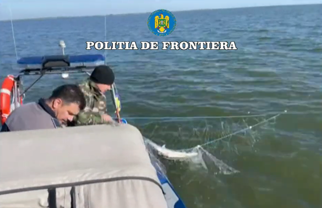 Cinci sturioni capturaţi de braconieri au fost eliberaţi în apă de poliţiştii de frontieră|EpicNews