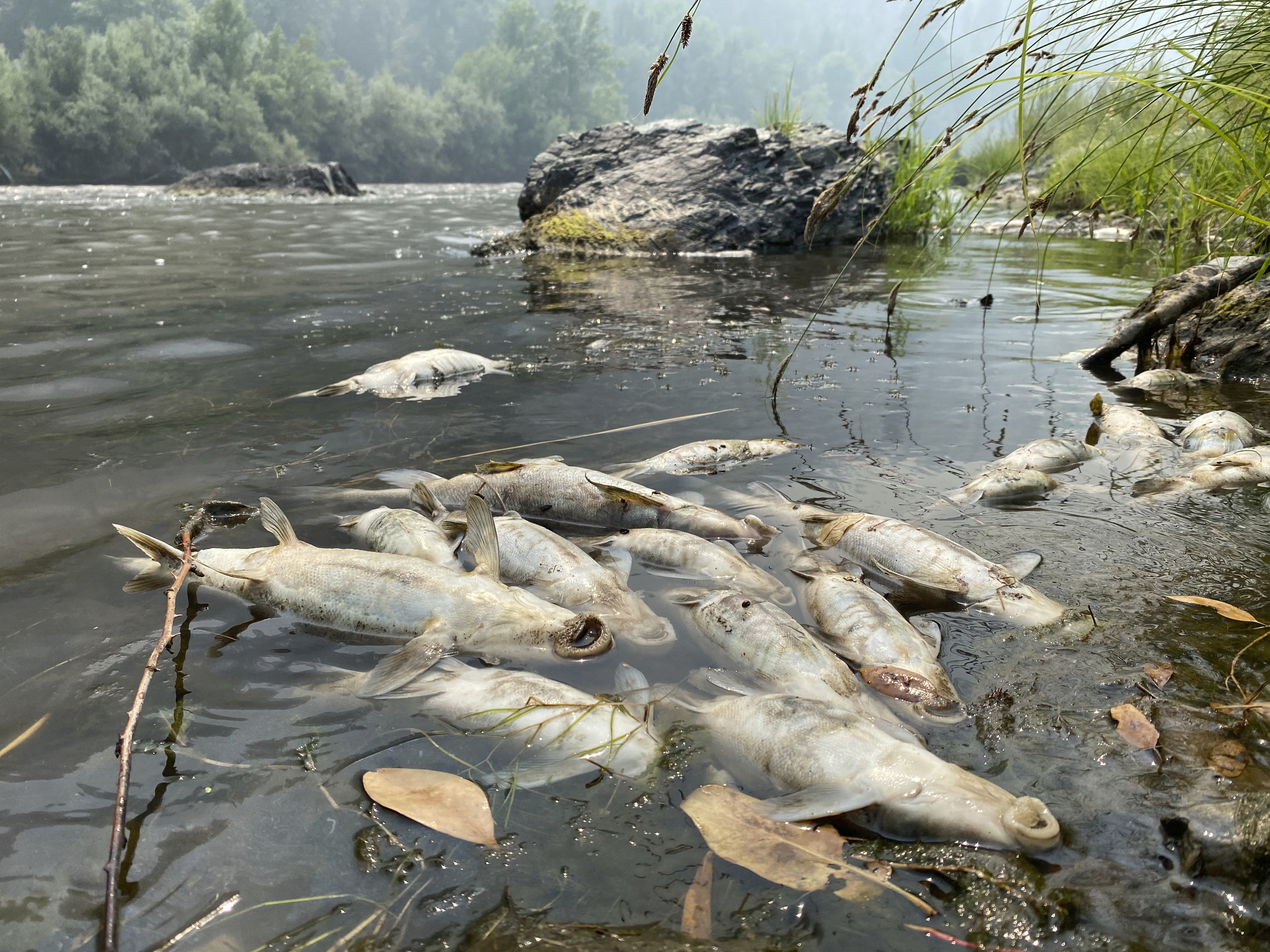 Urmările episoadelor de caniculă: Sute de mii de peşti mor în Vietnam