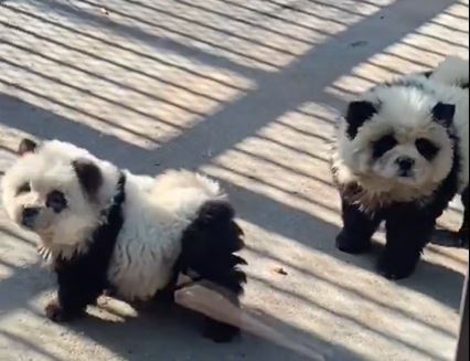 Imaginea articolului Un parc zoo din China, acuzat că a băgat câini vopsiţi în alb şi negru în cuşca urşilor panda