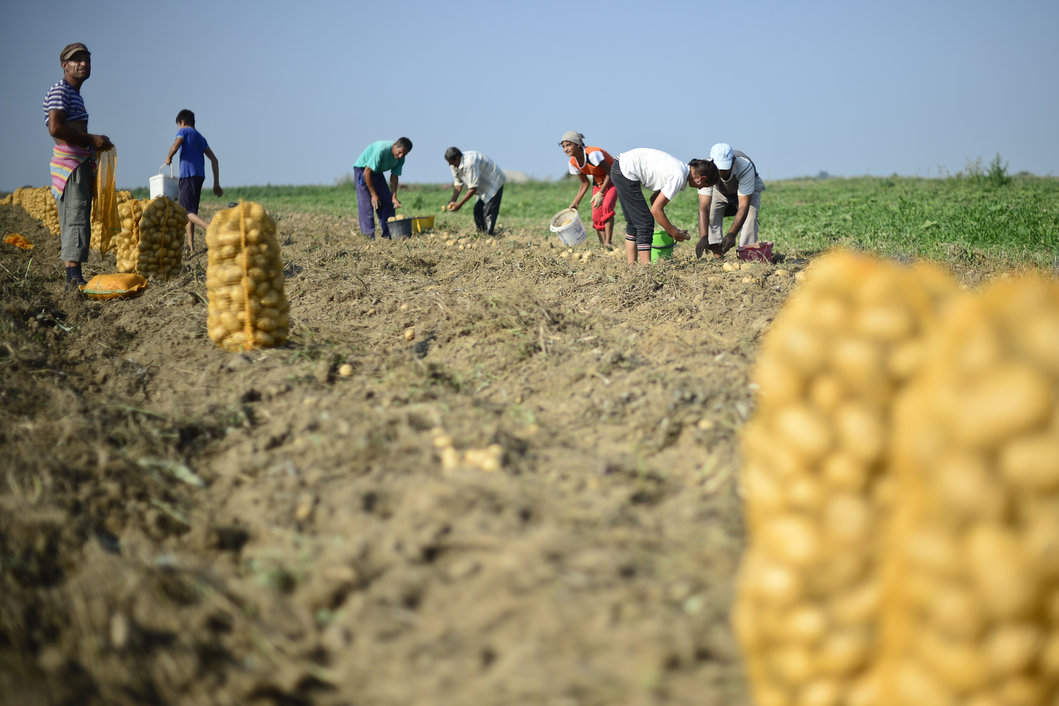 MADR începe plata subvenţiei de 100 euro pentru fermieri