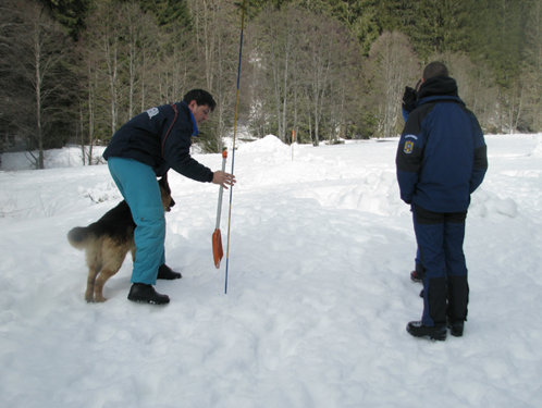 Câine specializat în salvarea victimelor avalanşelor
