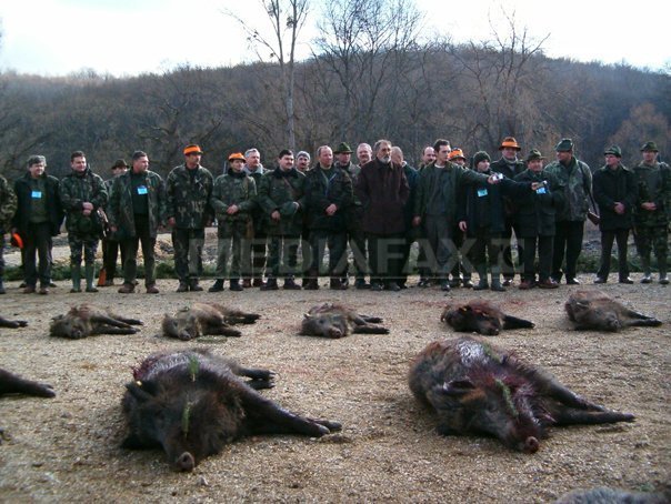 Imaginea articolului Prima zi a vânătorii de la Balc s-a încheiat. Au fost împuşcaţi aproximativ o sută de mistreţi - VIDEO