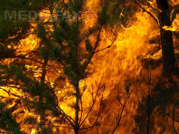 Imaginea articolului Focarele de incendiu din Munţii Şureanu s-au extins
