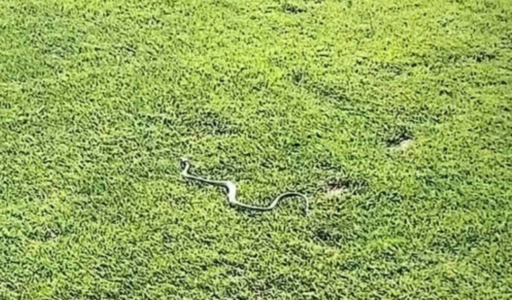 Imaginea articolului Surpriză la un meci de fotbal din Liga I. Un şarpe a intrat pe teren înaintea fotbaliştilor