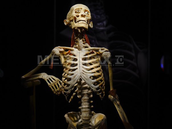 Imaginea articolului "THE HUMAN BODY" - Record de vizitatori la expoziţia controversată de la Muzeul Antipa: 3.000 de persoane estimate de vineri până duminică - GALERIE FOTO