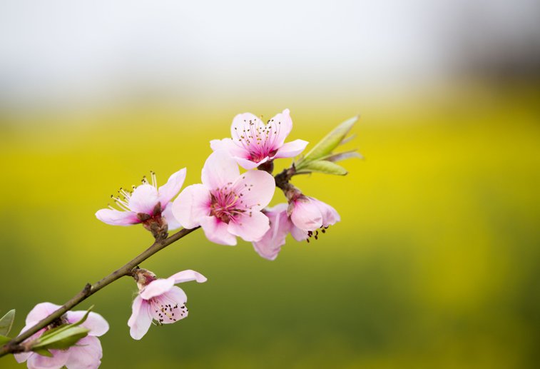 Imaginea articolului Duminica Floriilor, vestitoarea Paştelui – semnificaţie, tradiţii şi obiceiuri