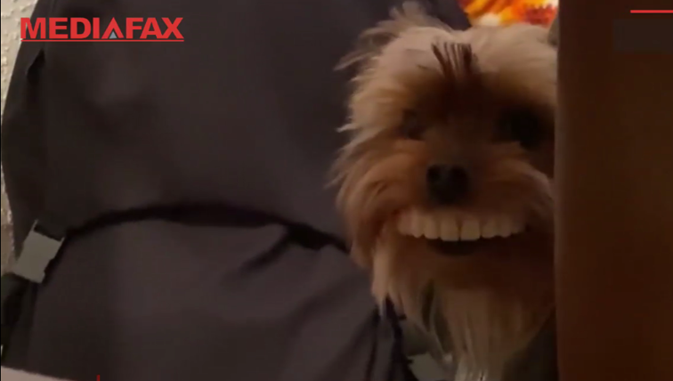 Imaginea articolului Thomas, câinele cu rânjet de om, a ajuns vedetă! Imaginile virale care au făcut înconjurul Internetului