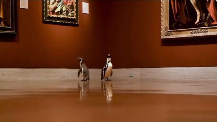Imaginea articolului VIDEO VIRAL | Cu pinguinii la muzeu: ”Au apreciat mai mult Caravaggio decât la Monet”