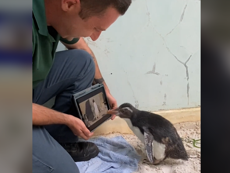 Imaginea articolului Pinguinul Pierre urmăreşte pe tabletă documentare şi desene animate cu semenii săi