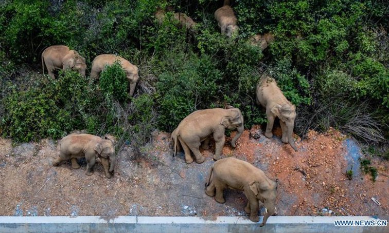 Imaginea articolului VIDEO Turma de elefanţi scăpată din rezervaţa naturală din Yunnan, ravagii în valoare 1,7 milioane de dolari
