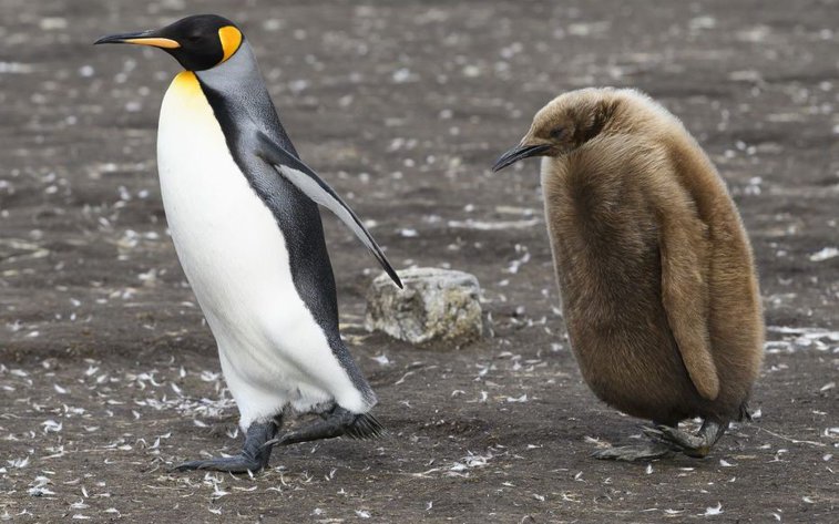 Imaginea articolului Pinguinii gustă arta: pentru a le alina suferinţa din lipsă de vizitatori au fost scoşi în plimbare la muzeu