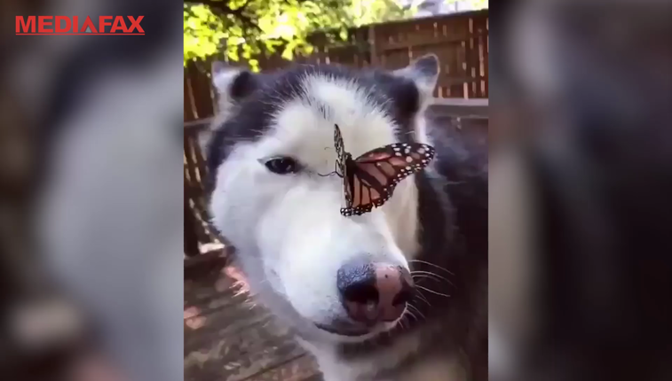 Imaginea articolului Imagini virale: Momentul în care Cymber, un câine Husky, „face cunoştinţă” cu un fluture îndrăzneţ
