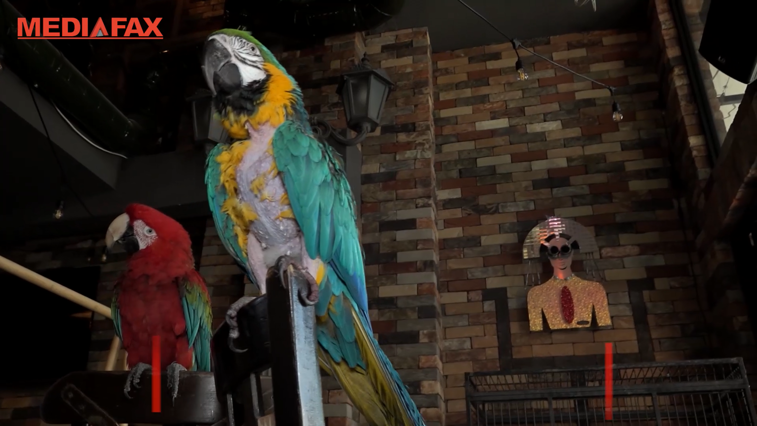 Imaginea articolului Doi papagali sunt atracţia unei cafenele din Iaşi