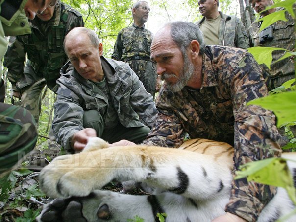 Imaginea articolului Un tigru siberian eliberat de Vladimir Putin a fugit în China